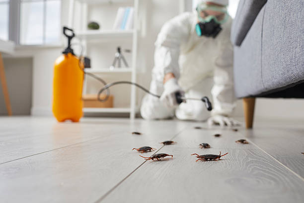 Post-Treatment Bed Bug Interceptor Monitoring in Mabscott